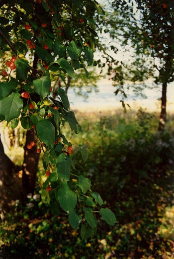 berries